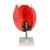 Tulipánvirág - modell 157556649