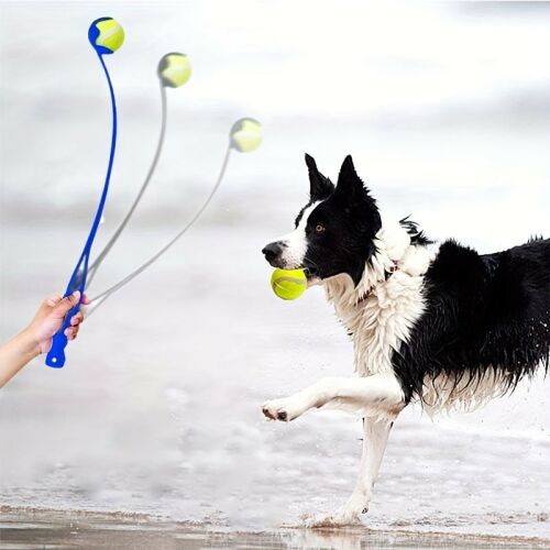 Border Collie apportírozik labdadobóval a tengerparton - Kutyajáték