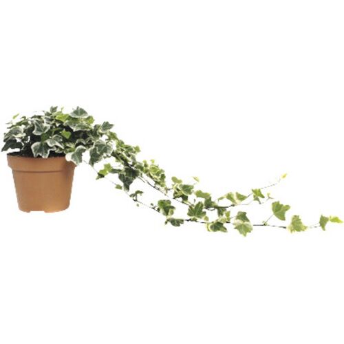 Fehér-zöld borostyán 14 cm cserép 158184610 - Bokor és cserje