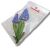 Decorolla Muscari nyomtatott dekorkarton csomagolásban