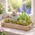 Nyomtatott dekorkarton - Muscari 2db/csomag 158188451