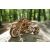3D puzzle, Scrambler UGR-10, Ugears, fa, 380 piese 158480258