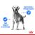 A Royal Canin Medium Light Weight Care előnyei a súlykontroll és az izommegőrzés terén