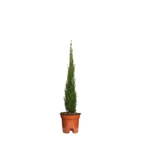 Olaszciprus (Cupressus Sempervirens Totem), 80-100 cm 161197940 - Bokor és cserje