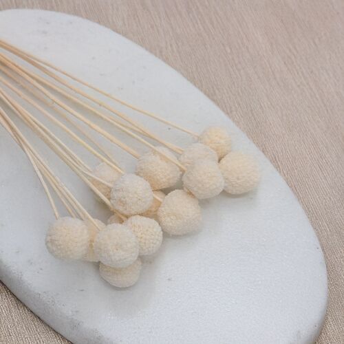 Szárított Craspedia (Craspedia Natural Extra) - Fehérített - 15 darabos csokor