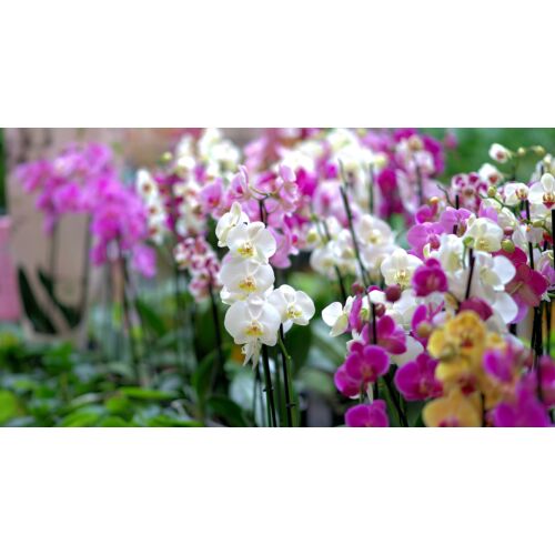 Élénk közeli felvétel több virágzó orchideáról különböző színekben, egészséges növényeket mutatva - Műtrágya
