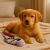 Édes golden retriever kölyökkutya fekszik egy puha takarón a BC Strong vontató kutya kötél és labda rágókalabda zsinórral kötéljáték mellett, elősegítve a pihenést és a játékot