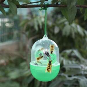 Wasp trap with wasps inside, hanging from a tree branch - Insect trap
