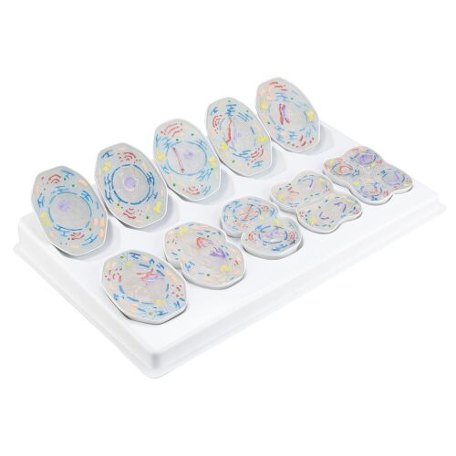 Meiózis modell - 10 darab 166369132 - Tudományos és felfedező játék