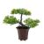 Műnövény dekoráció - bonsai fa - 25 x 9 cm 178401063