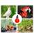 Collage of different birds drinking from red plastic chicken waterer