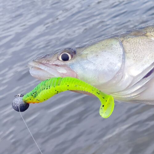 REIVA Zander Power Shad 8cm rák színű gumihal jig fejjel, megfogott süllővel vízi háttérrel - Gumicsali és twister