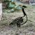 Aberto Design Dekoratív kerti tárgy Black Goose 03 169199195