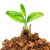 Chips kokosowy gotowy do użycia | BioBase Coco Chips Ready 5L 173135341