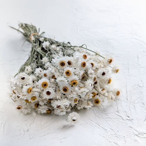 Szárított aranyfű (Ammobium alatum) - Természetes fehér - PRÉMIUM
