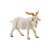 Bullyland Bakkecske játékfigura, white goat figurine, farm animal toy