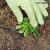 Mini gyomkiszedő eszköz 179018933