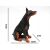 Elegáns doberman kutyafigura méretekkel: 15 cm magasság, 12 cm hosszúság, 6 cm szélesség, ülő pózban, fehér háttérrel