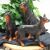 ELEGÁNS DOBERMAN KUTYAFIGURA 179664765