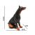 ELEGÁNS DOBERMAN KUTYAFIGURA 179665182