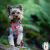 Yorkshire Terrier kutya viseli a BEZUCISKOWE Ukory VIRÁGMINTÁS húzásmentes állítható hámot, rönkön áll az erdőben