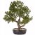 47 cm-es bonsai dísznövény cserépben, művirág, nagy fa 183362033