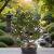 47 cm-es bonsai dísznövény cserépben, művirág, nagy fa 183362033