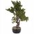 47 cm-es bonsai dísznövény cserépben, művirág, nagy fa 183362033
