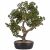 47 cm-es bonsai dísznövény cserépben, művirág, nagy fa 183362033