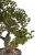 47 cm-es bonsai dísznövény cserépben, művirág, nagy fa 183362033