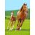 Equestrian Polar Fleece Blanket 129792574