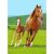 Equestrian Polar Fleece Blanket 129792574