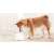 Xiaomi inteligent pentru animale de companie fântână pentru animale de companie pentru adăparea animalelor de companie - bhr6161eu 47638941}