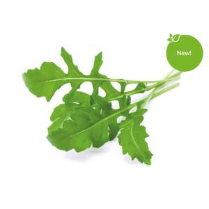 Fresh arugula leaves, ready to be used in salads, sandwiches, or other dishes - Vegetable Seed