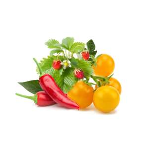 Obst- und Gemüsemischung Pflanzenkapseln 9 PPMFVX9 48064153 Pflanzenanbau