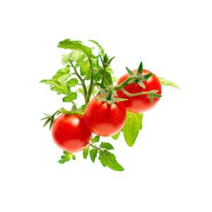 Cocktail Tomate Pflanze Kapseln 3 Kapseln SGR5X3 48064466 Pflanzenanbau