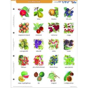 Gyümölcsök tanulói munkalap, illusztrációkkal, magyar nevek, tökéletes a gyümölcsök megismeréséhez és gyakorlásához - Irodaszer & Írószer