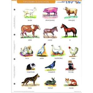 Ház körül élő állatok tanulói munkalap, rajzokkal a farmon élő állatokról, magyar nevekkel és üres helyekkel az íráshoz - Irodaszer & Írószer