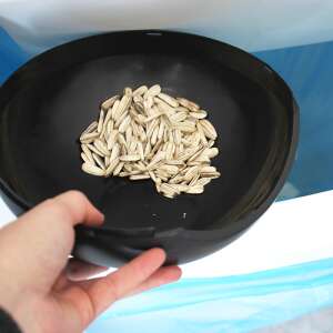 Hand holding a black snack bowl with sunflower seeds - Bowl