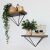 Two wooden wall shelves with black metal frame displaying plants and decorative items