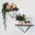 Set of 2 geometric wall shelves, black metal frame with wooden shelves, displayed with plants and decorative items