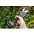 Using Graphite Cordless Pruning Shears on Branches