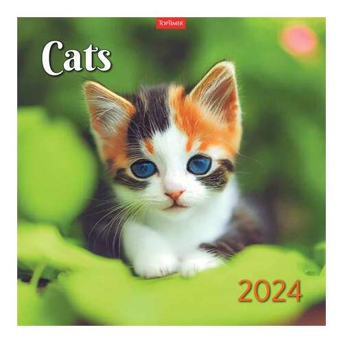 TOPIMER Macskák 2024 fali naptár, aranyos cica kék szemekkel