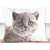 Cat pillowcase with a cute grey kitten