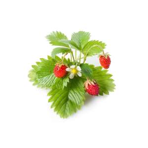 Erdbeerpflanzenkapseln 3 Stück SGR24X3 49823793 Pflanzenanbau