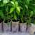Biodegradable seedling pots with growing seedlings, perfect for starting seeds and transplanting seedlings