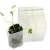 Biodegradable seedling pots, perfect for starting seeds and transplanting seedlings