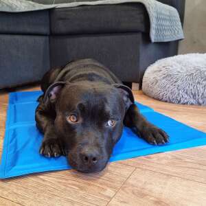 Czarny pies leżący na niebieskiej chłodzącej macie Springos - Trzymanie kotów