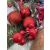 Springos red Christmas ornaments on tree with berries