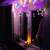 Springos star curtain lights, 92 LED, multicolor, hanging on a window with candles and a gnome decoration